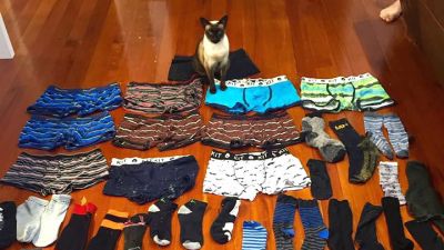 Klepto the Cat: A Feline’s Fascination With Men's Underwear