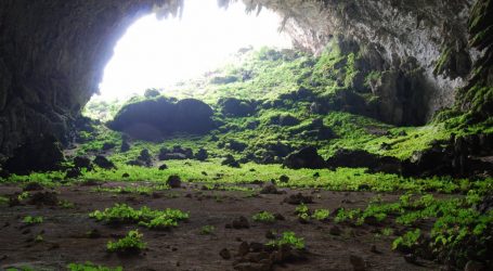A Cave in China Is Filled with Exotic Plants that Shouldn’t Be There—But Researchers May Have Figured Out Why