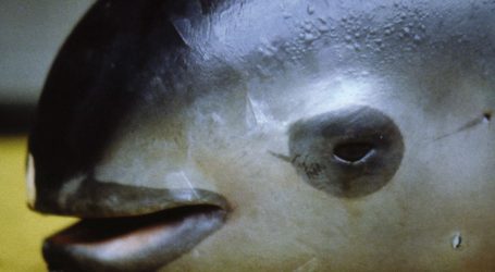 The Trump Administration Might Let the World’s Rarest Marine Mammal Go Extinct