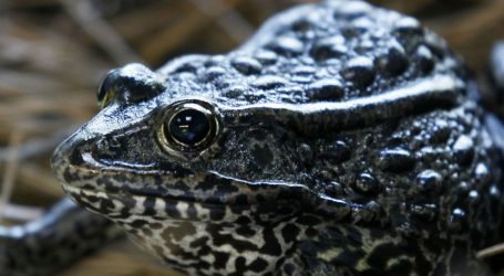 Brett Kavanaugh’s First Potential SCOTUS Case Could Devastate These Critically-Endangered Frogs