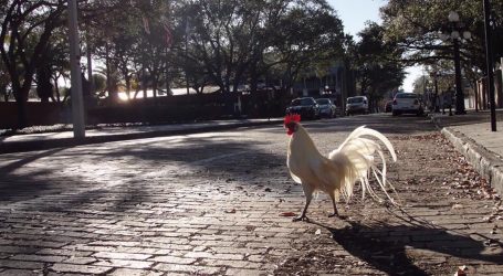 Welcome to Tampa, Where Feral Chickens Are High on the Pecking Order