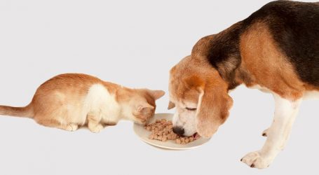 Quiz: Which Has Gone Up More, Dog Food or Cat Food?