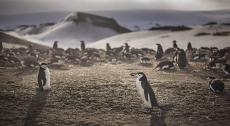 Scientists Are Using Penguin Poop to Understand How Climate Change Is Affecting the Arctic