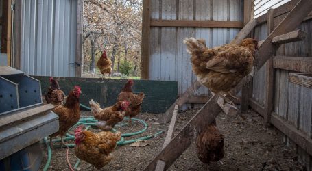 Chicken Farmers Thought Trump Was Going to Help Them. Then His Administration Did the Opposite.