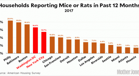 Who Has the Most Rats?