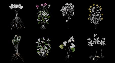 Gorgeous Portraits of America’s Wild (and Surprisingly Delicious) Edible Plants