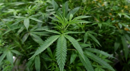 Top Senate Democrats Vow to Reform Marijuana Law