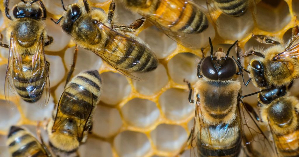 epa-prepares-to-approve-bee-killing-pesticides-for-15-more-years