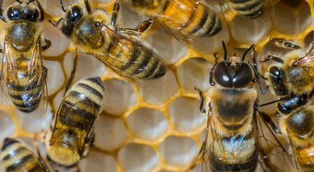 EPA Prepares to Approve Bee-Killing Pesticides for 15 More Years