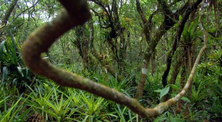 The Amazon Rainforest May Be Reaching a Point of No Return