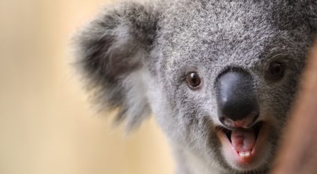 Australian Election Results: Revenge of the Barbecued Koalas