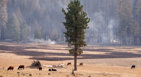 We Know Wildfire Smoke Is Terrible for You. But What Does It Do to Cows?
