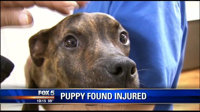 Rescue group saves abused animal