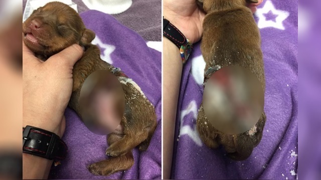 Puppy Fights for Life after Thrown from Vehicle