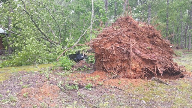 Strong winds topple trees in northwest Georgia