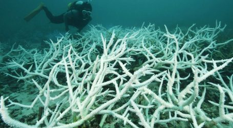 Soon the Only Coral Reefs We See Will Be on the Nature Channel