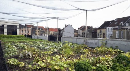 Why Growing Veggies in the City Isn’t Just a Feel-Good Exercise