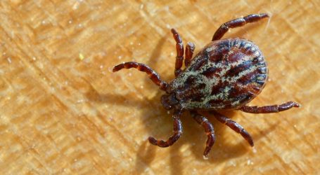 Climate Change Pushes Ticks Into Canada, Bringing Lyme Disease (and Confusion) With Them