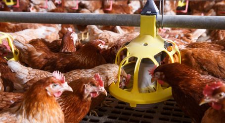 Your Organic “Cage-Free” Eggs Might Come From Hens Locked Up All Day