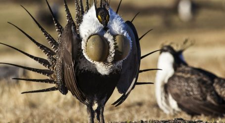 The Trump Administration Is Taking Aim at This Amazing Bird So Oil Companies Can Drill Public Land
