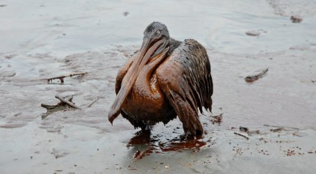 Industry Kills Nearly 40 Million Birds Per Year. The Trump Administration Doesn’t Think That’s Enough.