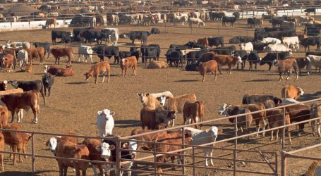 Large-Scale Animal Agriculture Is Threatening Rural Communities. Congress Is About to Make it Worse.