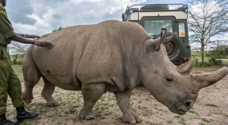 15 Years of Collecting Rhino Semen Is Finally Paying Off