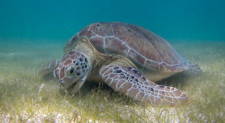 Turtles Have Led Us to Their Secret Seagrass Meadows