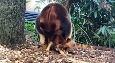 Here’s an Adorable Video of a Baby Tree Kangaroo Taking Its First Hops