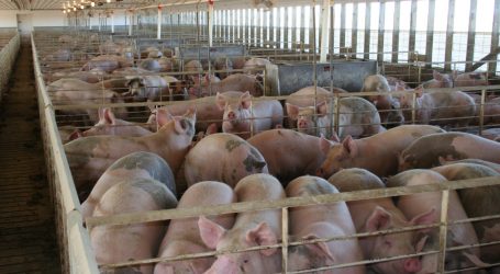 A Federal Jury Just Fined the Pork Industry $50 Million for Being Bad Neighbors