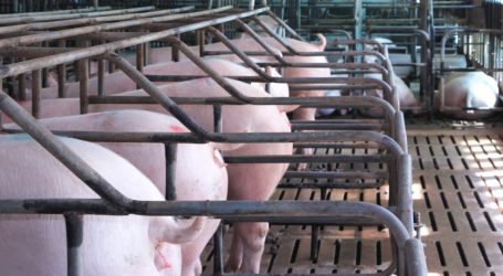 Giant Hog Farms Are Fighting for the Right to Keep Polluting. The Trump Administration Is on Their Side.