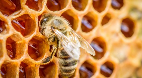 Ignore the Buzz About Honey Curing Allergies
