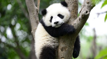 During This Week From Hell, Enjoy Some Good News About Pandas