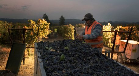 California’s Vineyard Workers Already Faced Long Hours, Low Pay, and Harsh Conditions. Then Came Trump’s Immigration Crackdown.