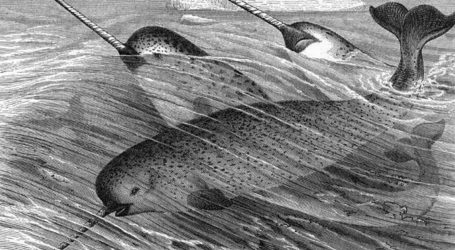 Narwhals Are Real, and They Could Be in Real Trouble