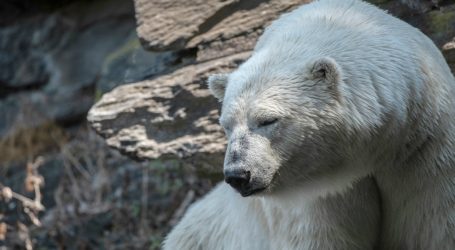 Let’s Face It: We’ve Overexploited Photos of Cute Polar Bears