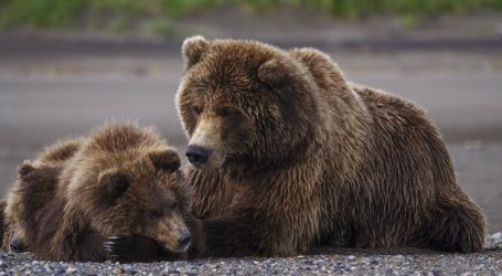 Bear Cub Killers in Alaska Have an Ally in Donald Trump