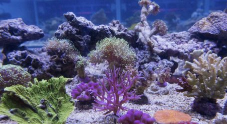 Scientists Discover Giant Deep-Sea Coral Reef Off Atlantic Coast