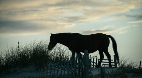 Why North Carolina Won’t Evacuate Its Beloved Wild Horses During the Hurricane