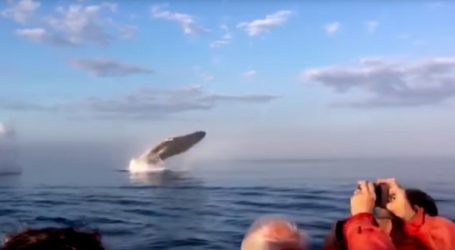 This Exhilarating Video of a Rare “Triple Whale Breach” Is a Real Nice Break from Everything