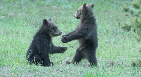 A Federal Judge Restored Endangered Species Protection for Grizzlies in Yellowstone
