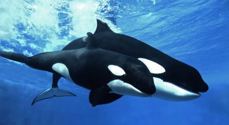 Study: 40 Years After They Were Banned, These Toxic Chemicals Are Poised to Wipe Out Killer Whales