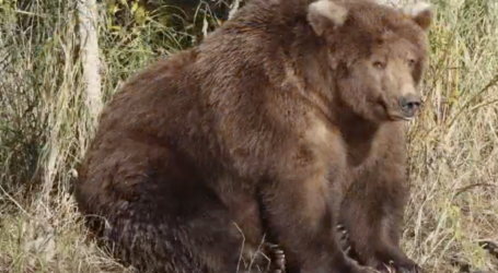 The Internet Is in Love With These Adorable Fat Bears