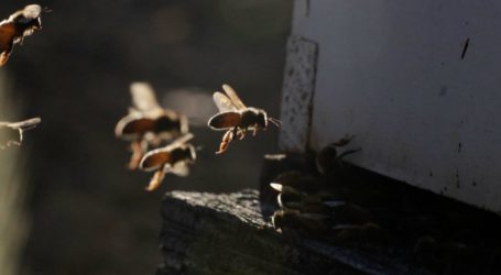 This Amazing True-Crime Story Involves Bees, Thieves, and Almonds