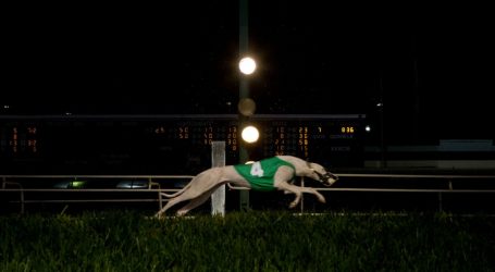 Election Day Could Mean the End of Greyhound Racing in the Sport’s Biggest State