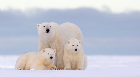 Leaked Memo: Government Scientists Warned Trump’s Oil Plan Would Threaten Alaska’s Polar Bears