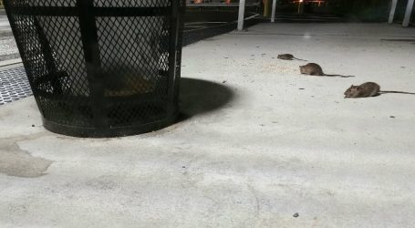 Climate Change Has Made New York’s Rat Crisis Much Worse