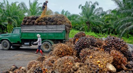 We Need to Talk About Palm Oil