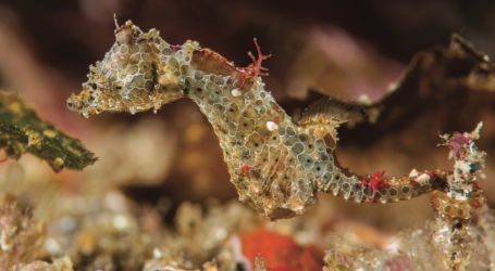 Exploding Ants, Rainbow Slugs, and Tiny Seahorses: 11 New Species Discovered This Year