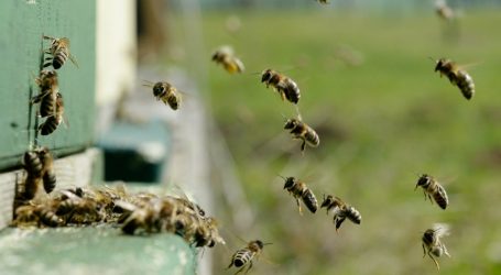 Bees Are Facing Yet Another Existential Threat
